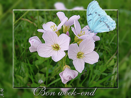 "Bon week-end" - Fleurs de lin et papillon bleu...