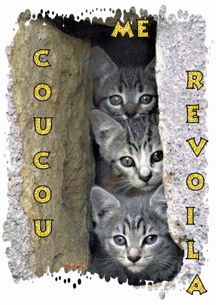 "Coucou Me revoilà" - 3 petits chats...