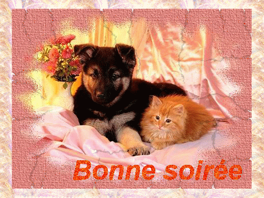 "Bonne soirée" - Chiot Berger Allemand et chaton roux...