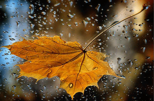 Pluie d'automne...