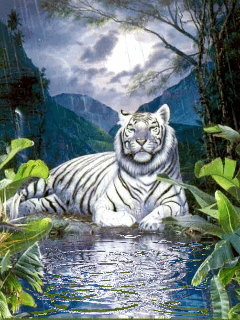 Tigre blanc sous la pluie...