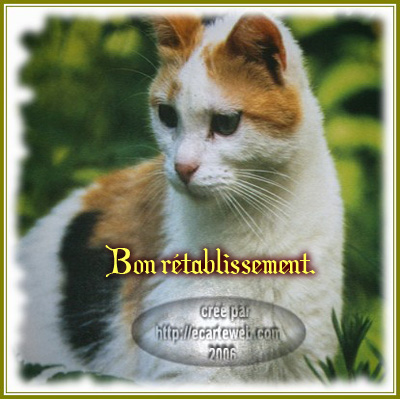 "Bon rétablissement"/Chat... Reçu de ma DILOU...