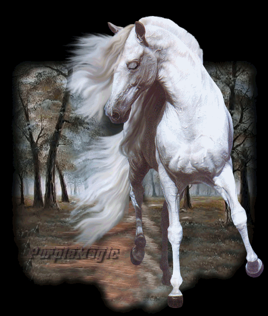 Un beau cheval blanc, la crinière au vent...
