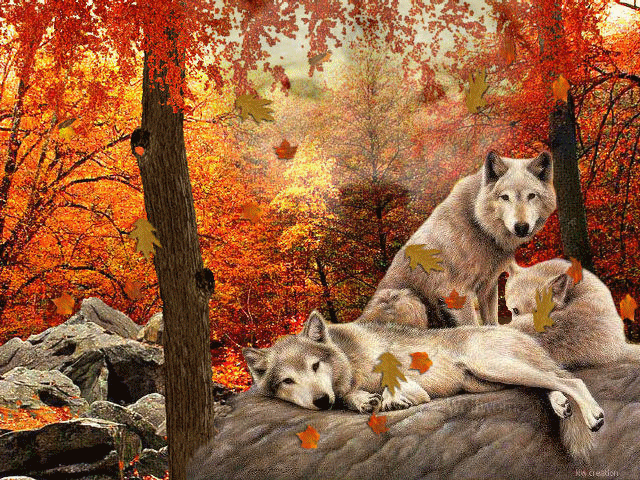 Loups sous la chute des feuilles d'Automne...