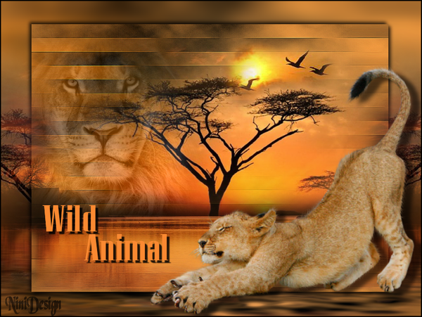 "Wild animal" - Le lion...