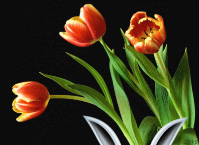 Résultat de recherche d'images pour "gif de tulipe"