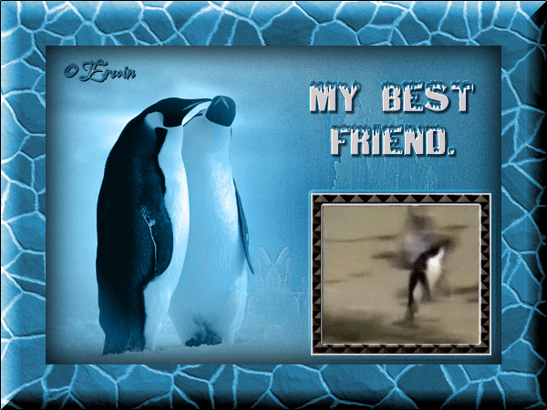 Pingouins "My best friend"...