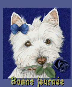 "Bonne journée" - Westie tenant une rose dans la gueule...