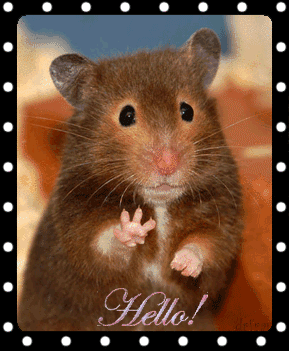 Adorable petit hamster secouant la patte "Hello!"...