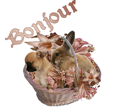 Chihuahua et lapin dans un panier de lys "Bonjour"...