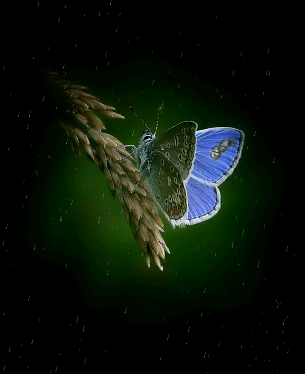 Papillon bleu sous la pluie ne bouge pas...