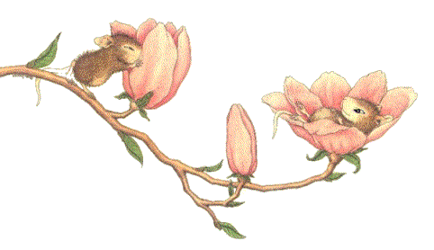 Magnolias roses