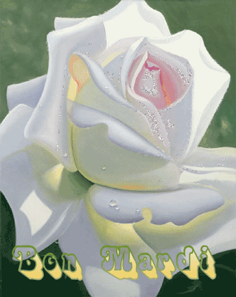 Magnifique rose blanche...