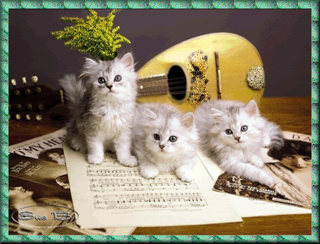 Trois chatons férus de musique...