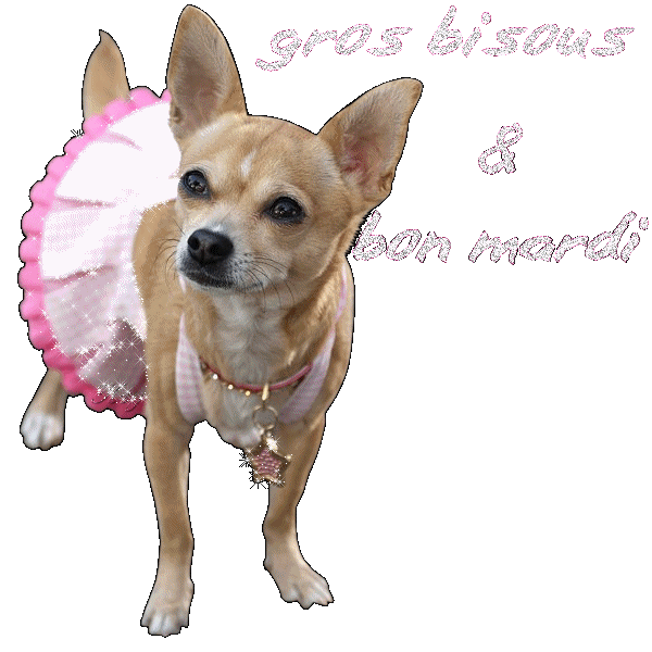 "Gros bisous & bon mardi" - Chihuahua en robe vichy rose