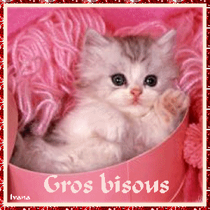 "Gros bisous" - Chaton et laine rose...