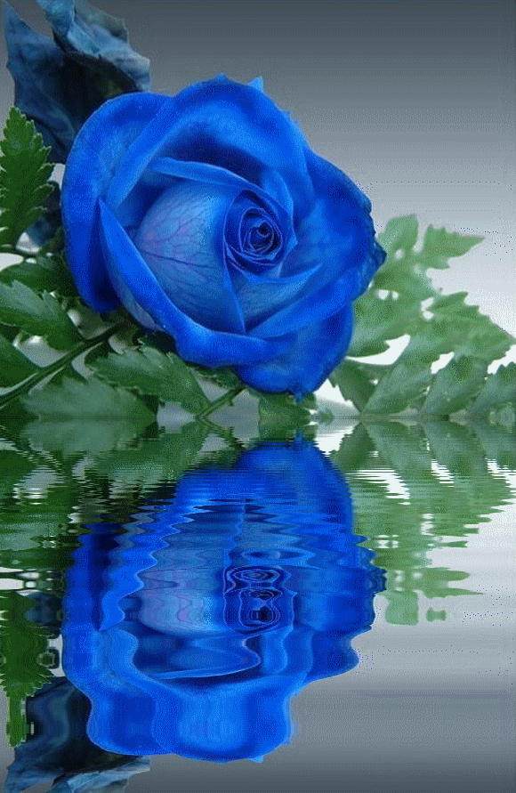 Une très jolie rose bleue...