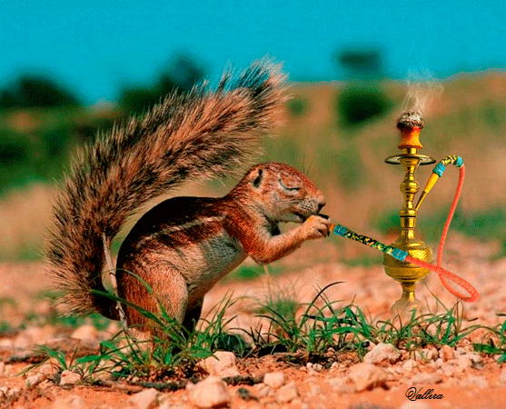 Un écureuil fumeur de chicha?!...