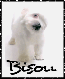 "Bisou" - Chien blanc léchant l'écran...