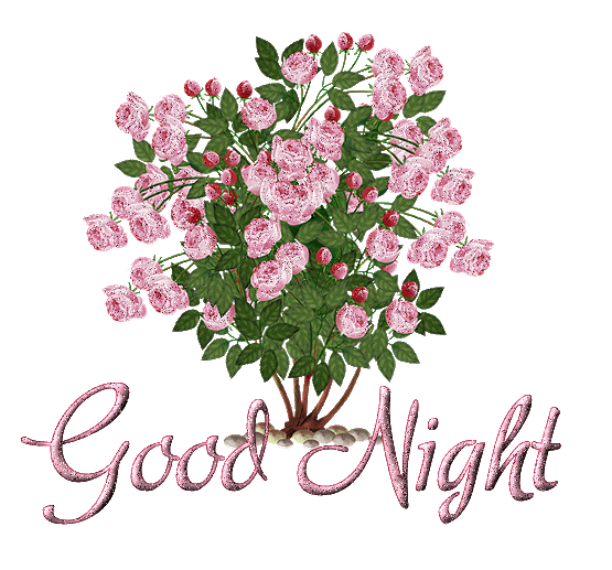 Rosier à petites fleurs "Good night"...