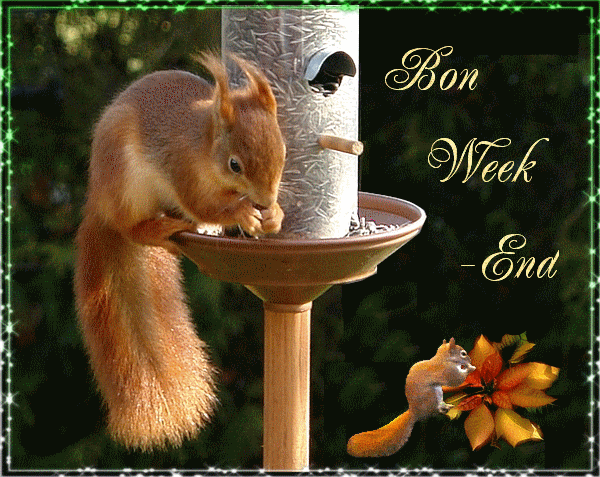 "Bon week-end" - Le repas de l'écureuil...
