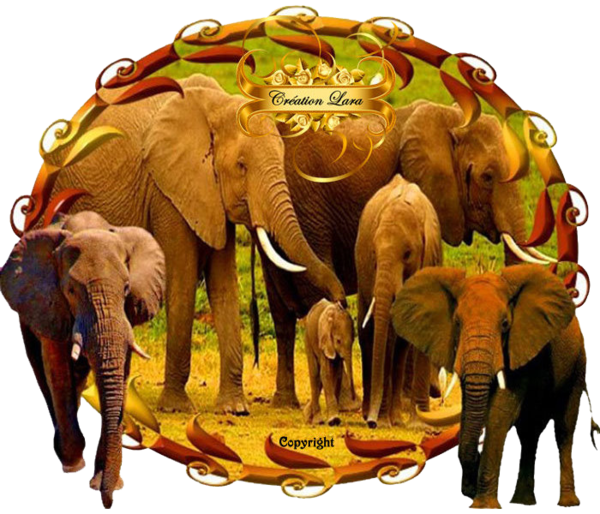 L'Afrique des éléphants par LARA...