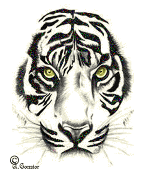 Tigre blanc portrait
