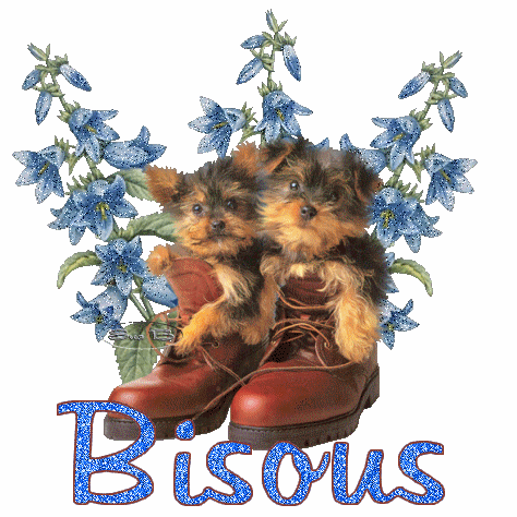 "Bisous" - Yorkshires dans des godasses devant les fleurs...