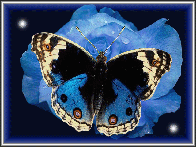 Papillon bleu sur une rose bleu...