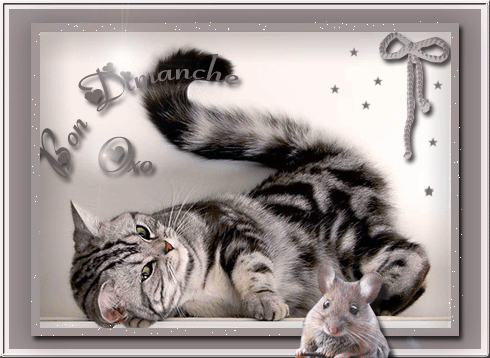 RÃ©sultat de recherche d'images pour "gif anime bon dimanche chat"