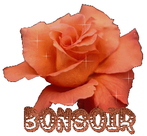 "Bonsoir" - Rose orange...
