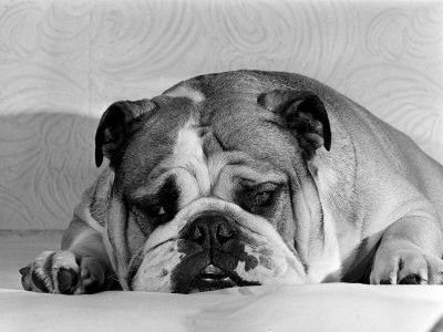 Bruce - Image en noir et blanc d'un vieux bulldog...