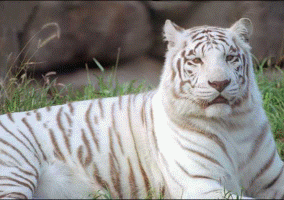 Diaporama tigres blancs
