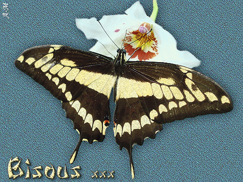 "Bisous xxx" - Papillon sur une orchide...