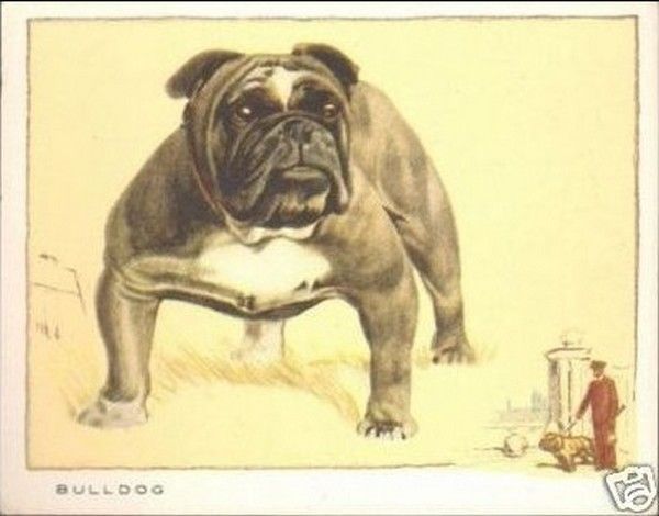 Carte postale "Bulldog"...