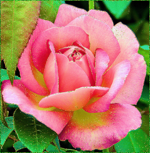 Une rose rose pailletée d'or...