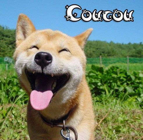 Un chien qui a l'air de rire "Coucou"...