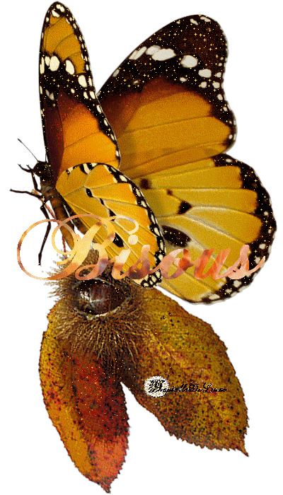 Papillon attiré par les fruits d'Automne "Bisous"...