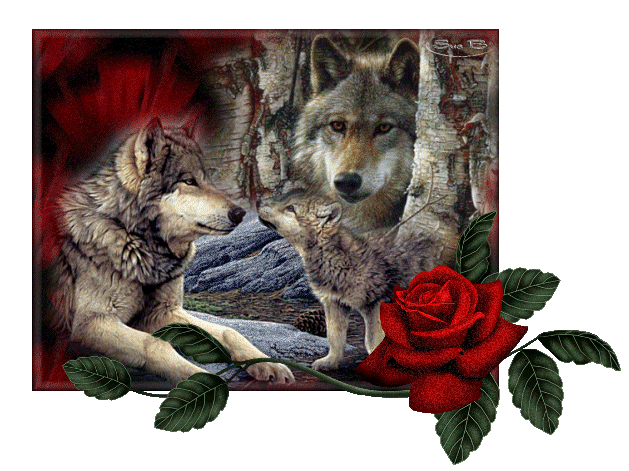 Famille de loups et rose rouge...