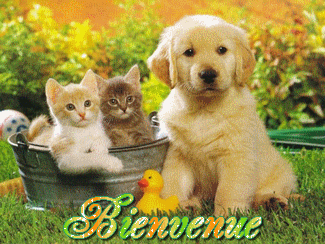Chiot et chatons...