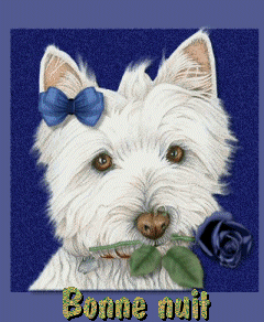 "Bonne nuit" - Westie tenant une rose bleue...