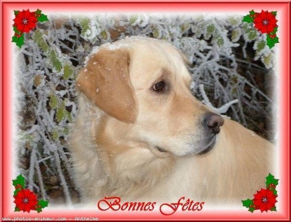 "Bonnes Fêtes" - Labrador sous la neige...