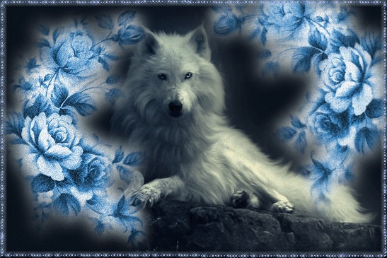 Loup blanc majestueux parmi les roses bleues...