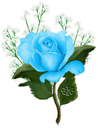 Rose bleue unique et gypsophile...