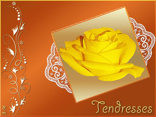 Rose qui passe du jaune au orange "Tendresse"...