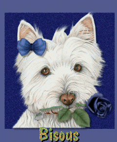 West Highland Terrier à la rose "Bisous"...