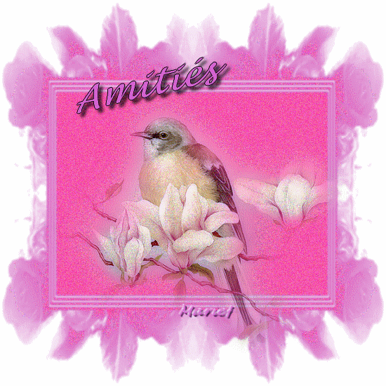 "Amitis" - Oiseau sur les magnolias...