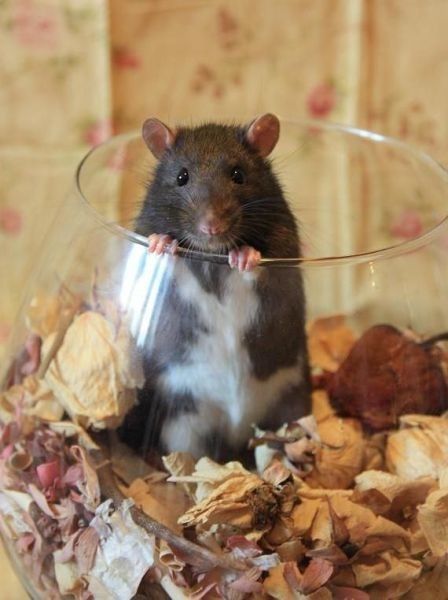 Belle image de rat sur un pot pourri...