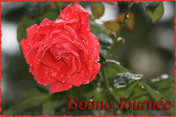 "Bonne journée" - Rose rouge...