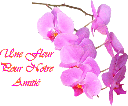 "Une fleur pour notre amiti" - Orchides roses...